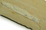 Detailed Fossil Squid (Plesioteuthis) w/ Tentacles - Solnhofen #378001-1